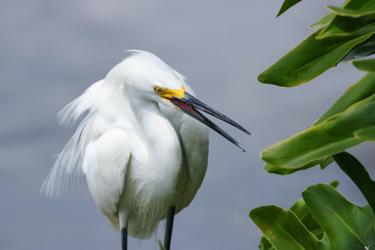 Snowy egret calling and displaying breeding plumage