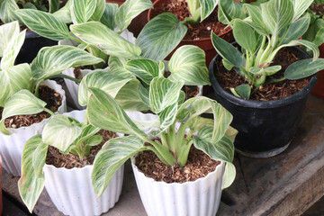 Philodendron Birkin leaf plant on pot © CMYK MAKER