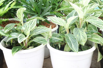 Philodendron Birkin leaf plant on pot © CMYK MAKER