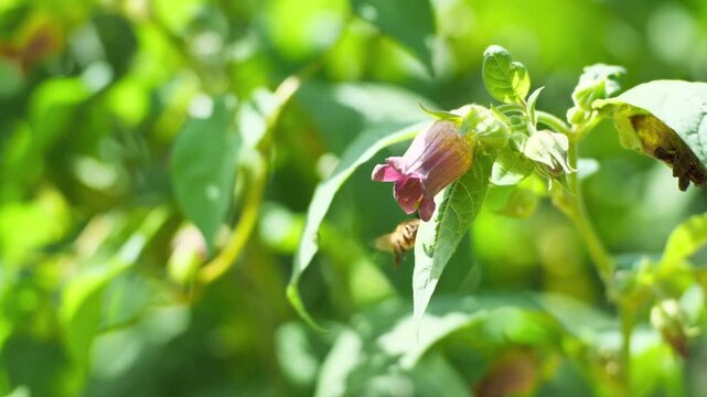 A honeybee flying into a purple belladonna flower to collect nectar on a sunny day
