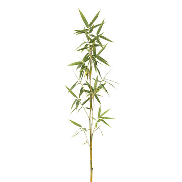 A single green bamboo stalk with thin pointed leaves isolated on a white background, botanical plant for nature projects