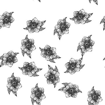 seamless pattern primrose hellebore hand drawn. sketch line, engraved plant, drawn isolated primrose hellebore black sketch illustration