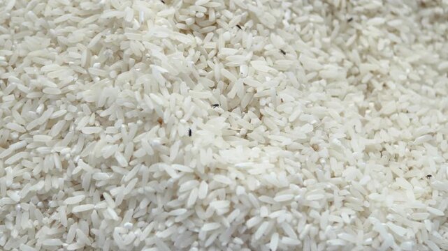 A close-up of white rice grains infested with small black insects. This image is perfect for themes of food spoilage, pest control, agriculture, and food safety issues. Kutu beras. rice weevil