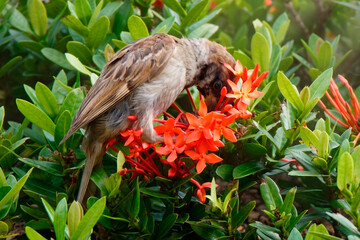 A sparrow is about to sip nectar from a saraca asoca flower © ryk2982