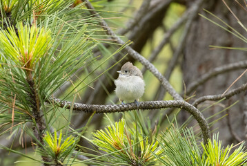 juvenile oak titmouse standing on a pine tree branch  © Yifeng