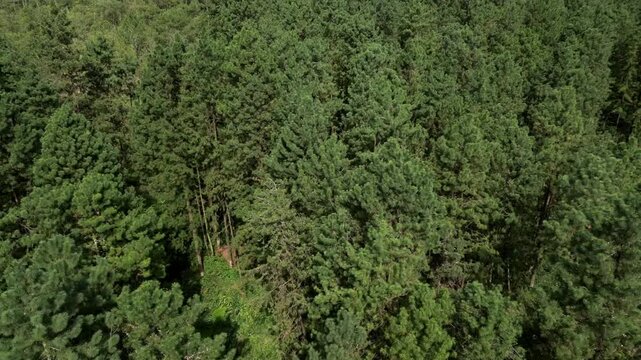 aerial view of jungle on the guci, tegal