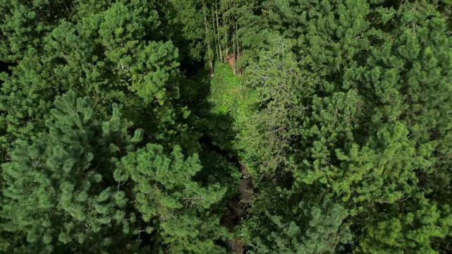 aerial view of jungle on the guci, tegal