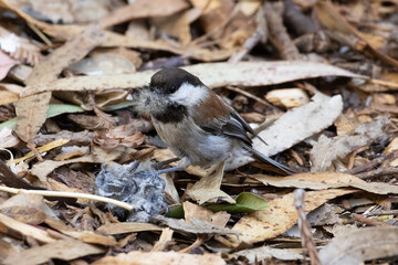 chestnut-backed chickadee collecting furs from a furball for nesting  © Yifeng