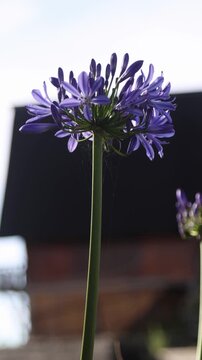 Purple lily flowers swaying in the wind in the garden with a vertical camera shoot for social media elements