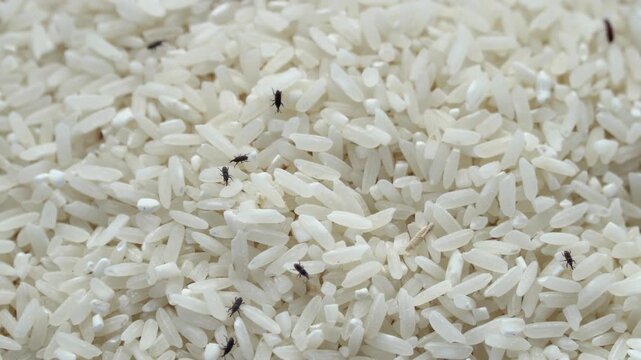 A close-up of white rice grains infested with small black insects. This image is perfect for themes of food spoilage, pest control, agriculture, and food safety issues. Kutu beras. rice weevil