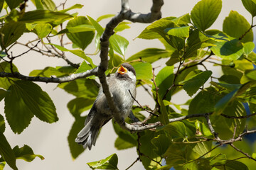 baby chestnut-backed chickadee standing on a branch calling for food  © Yifeng