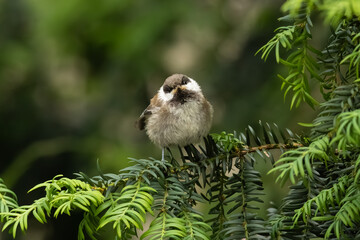 baby chestnut-backed chickadee standing on a pine tree looking cool  © Yifeng