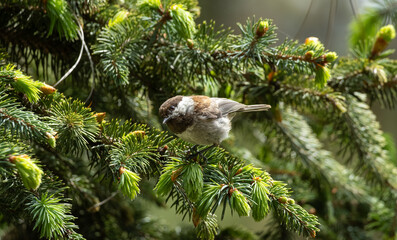 baby chestnut-backed chickadee standing on a pine tree  © Yifeng