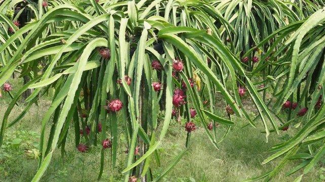 Dragon Fruit Plantation with Rows of Green Stems and Ripe Red Fruits