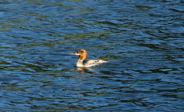 female common merganser swimming on water