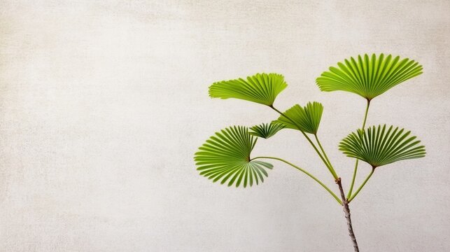 pudica. A mimosa pudica plant with closed leaves, soft green tones on a neutral background. gardening catalogs, home-decor guides, designed for gardening and botanical catalogs.
