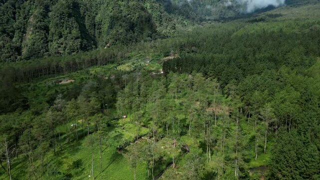aerial view of jungle on the guci, tegal