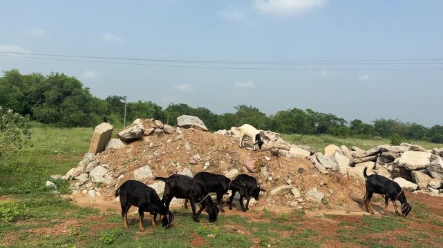 Goats Grazing in Open Grassland Field in Rural India

Herd of goats grazing peacefully in an open grassland field in rural India. The footage captures livestock feeding in a natural countryside 