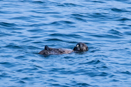 sea otter having shellfish 