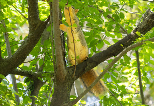 fox squirrel standing on a branch trying to reach the leaf 