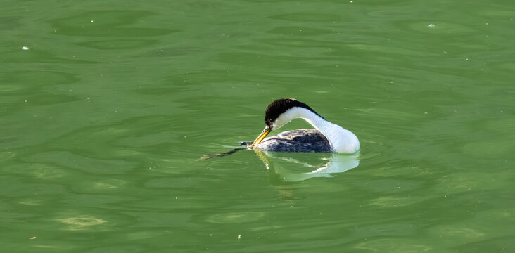 western grebe cleaning feather in river 