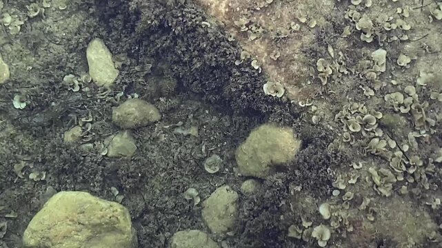Shallow seabed near a pier. Optical distortion due to wave action. Speed ​​0.8x. Mallorca, Spain.