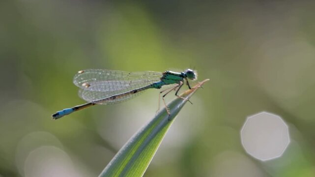 Damselfly insect macro movement resting on dew covered grass