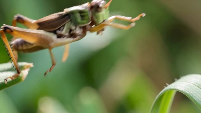 Insect macro movement showing a grasshopper jumping between leaves