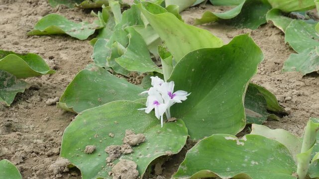 Small Flowering aromatic ginger Plant with White Purple Bloom in Dry Sandy Soil