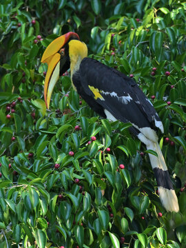 A male Great Hornbill foraging in a canopy, skillfully feeding on Ficus fruits essential to its largely frugivorous diet at Kaeng Krachan NP Thailand