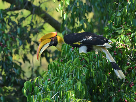 A male Great Hornbill foraging in a canopy, skillfully feeding on Ficus fruits essential to its largely frugivorous diet at Kaeng Krachan NP Thailand