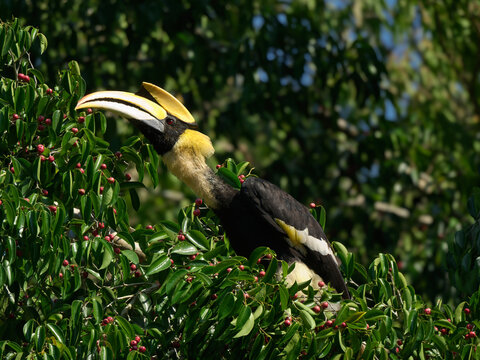 A male Great Hornbill foraging on tree top, skillfully feeding on Ficus fruits essential to its largely frugivorous diet at Kaeng Krachan NP Thailand