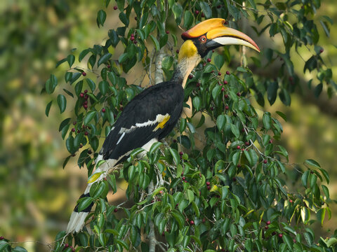 The Great Hornbill showcasing its striking, colorful beak and the yellow feathers around its neck with green background at Kaeng Krachan NP Thailand