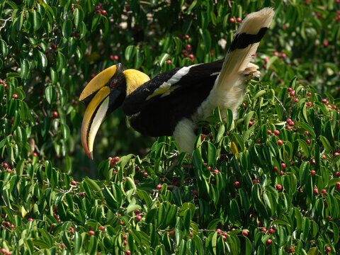 A male Great Hornbill foraging on tree top, skillfully feeding on Ficus fruits essential to its largely frugivorous diet at Kaeng Krachan NP Thailand