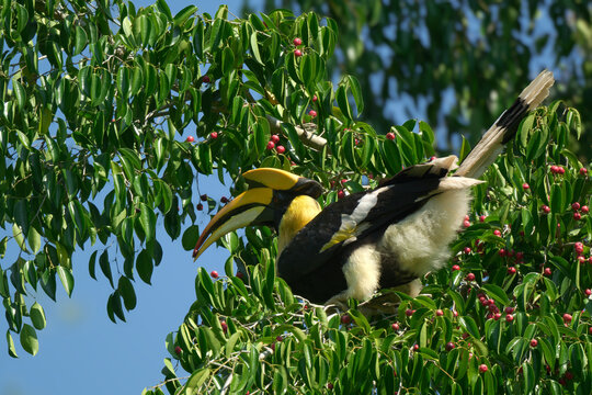 A male Great Hornbill foraging on tree top, skillfully feeding on Ficus fruits essential to its largely frugivorous diet at Kaeng Krachan NP Thailand