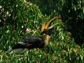 An action shot of the hornbill with its large beak wide open, head tilted back as if preparing to swallow a ficus fruit at Kaeng Krachan NP Thailand © KC-Bird&Nature