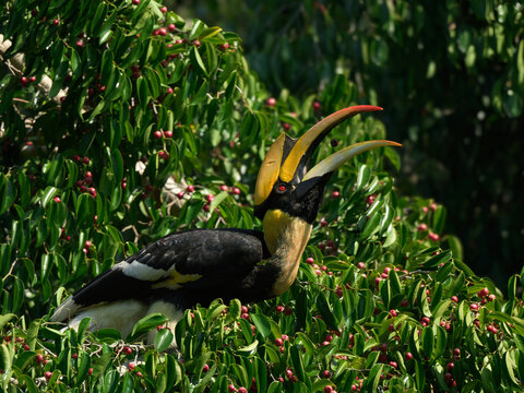 An action shot of the hornbill with its large beak wide open, head tilted back as if preparing to swallow a ficus fruit at Kaeng Krachan NP Thailand