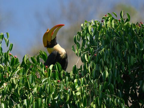 A female Great Hornbill foraging in a canopy, skillfully feeding on Ficus fruits essential to its largely frugivorous diet at Kaeng Krachan NP Thailand