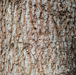 Fototapeta premium tree bark texture