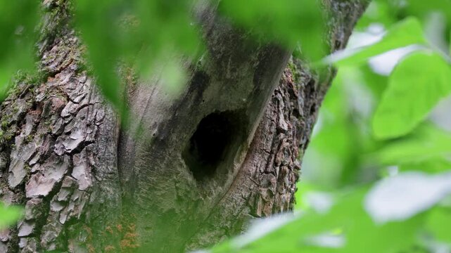 A middle spotted woodpecker feeds its chick