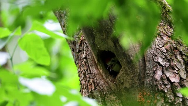 A middle spotted woodpecker feeds its chick