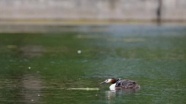 A great grebe with chicks swims through the water