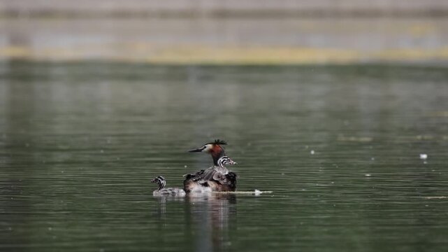 A great grebe with chicks swims through the water