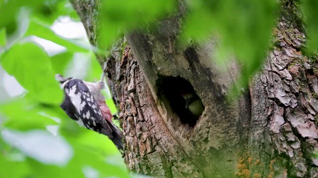 A middle spotted woodpecker feeds its chick