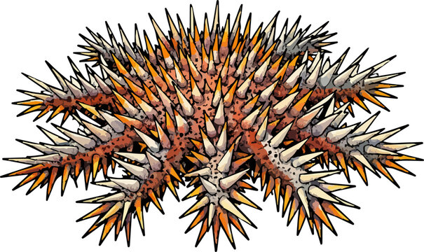 Acanthaster planci illustration art