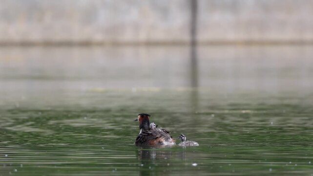A great grebe with chicks swims through the water