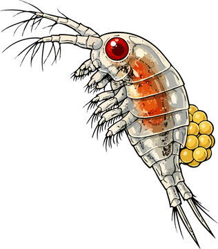 Cyclops sp. illustration art