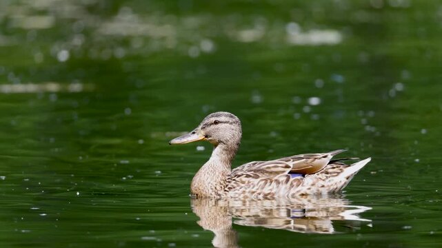 Mother duck with her ducklings close up