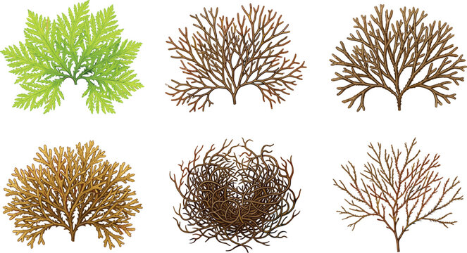 Seaweed and underwater marine plants illustration set featuring various green and brown algae kelp and aquatic botanical vector elements