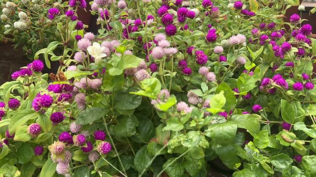 Purple and White Globe Amaranth Flowers Blooming in Garden Pots During Summer in Kolkata India

Close-up footage of colorful globe amaranth flowers blooming in garden pots during summer in Kolkata, In